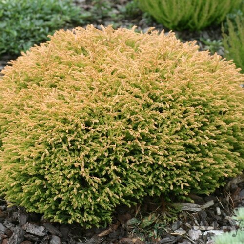 Tuja západná Golden Tuffet, 15-20cm, v črepníku Thuja occidentalis Golden Tuffet