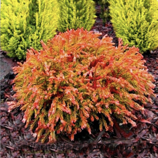 Tuja západná Golden Tuffet 20/30 cm , v črepníku 3l Thuja occidentalis Golden Tuffet