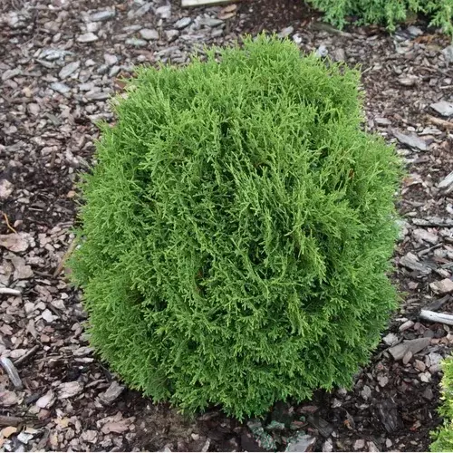 Tuja západná Hoseri, výška 20/30 cm, v črepníku Thuja occidentalis Hoseri