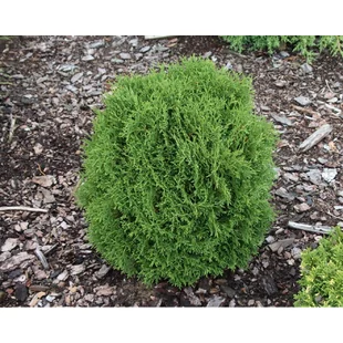 Tuja západná Hoseri, výška 20/30 cm, v črepníku Thuja occidentalis Hoseri