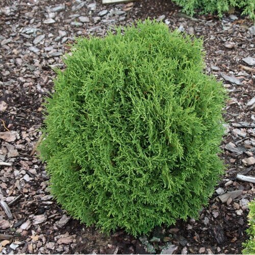 Tuja západná Hoseri, výška 20/30 cm, v črepníku Thuja occidentalis Hoseri