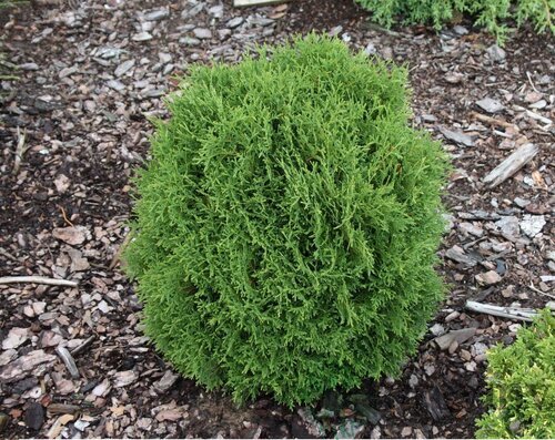 Tuja západná Hoseri, výška 20/30 cm, v črepníku Thuja occidentalis Hoseri