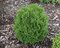 Tuja západná Hoseri, výška 20/30 cm, v črepníku Thuja occidentalis Hoseri