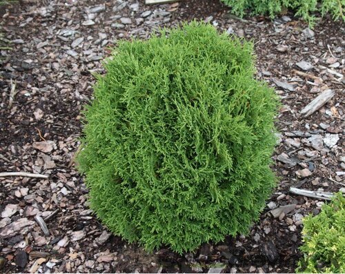 Tuja západná Hoseri, výška 20/30 cm, v črepníku Thuja occidentalis Hoseri
