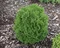 Tuja západná Hoseri, výška 20/30 cm, v črepníku Thuja occidentalis Hoseri