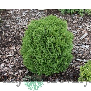 Tuja západná Hoseri, výška 20/30 cm, v črepníku Thuja occidentalis Hoseri