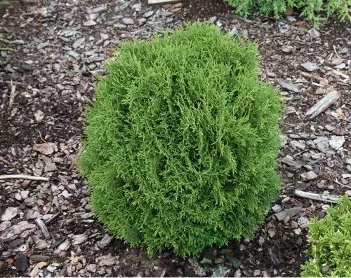 Tuja západná Hoseri, výška 20/30 cm, v črepníku Thuja occidentalis Hoseri