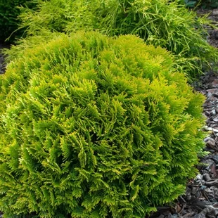 Tuja západná Mirjam PBR, výška 20/30cm, v črepníku Thuja occidentalis Mirjam PBR