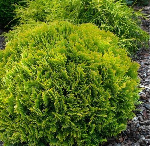 Tuja západná Mirjam PBR, výška 20/30cm, v črepníku Thuja occidentalis Mirjam PBR