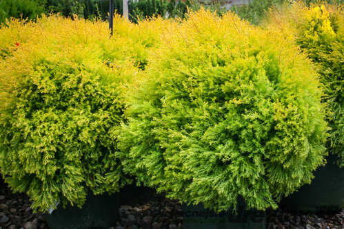 Tuja západná Rheingold, výška 25/35 cm, v črepníku Thuja occidentalis Rheingold