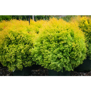 Tuja západná Rheingold, výška 25/35 cm, v črepníku Thuja occidentalis Rheingold