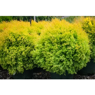 Tuja západná Rheingold, výška 25/35 cm, v črepníku Thuja occidentalis Rheingold