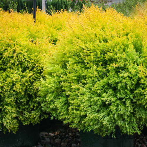 Tuja západná Rheingold, výška 25/35 cm, v črepníku Thuja occidentalis Rheingold