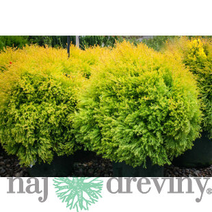 Tuja západná Rheingold, výška 25/35 cm, v črepníku Thuja occidentalis Rheingold