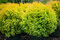 Tuja západná Rheingold, výška 25/35 cm, v črepníku Thuja occidentalis Rheingold