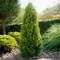 Tuja západná Salland, výška 80/100cm, v črepníku Thuja occidentalis Salland