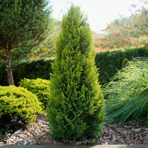 Tuja západná Salland, výška 80/100cm, v črepníku Thuja occidentalis Salland