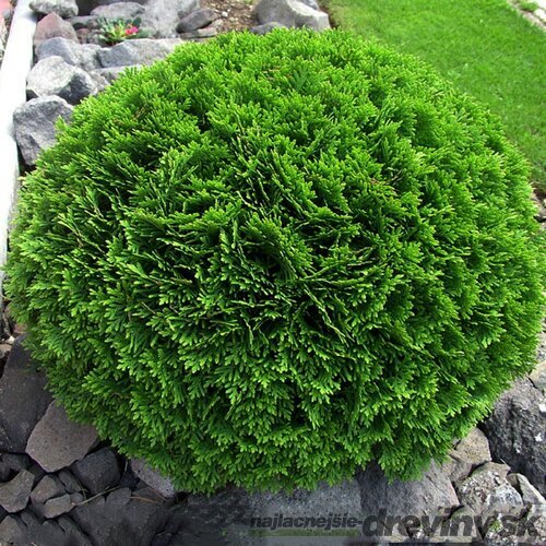 Tuja západná Selena, výška 50/60 cm, v črepníku 10l Thuja occidentalis Selena