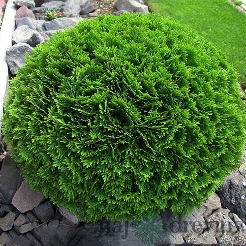 Tuja západná Selena, výška 50/60 cm, v črepníku 10l Thuja occidentalis Selena