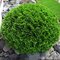 Tuja západná Selena, výška 50/60 cm, v črepníku 10l Thuja occidentalis Selena