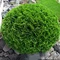 Tuja západná Selena, výška 50/60 cm, v črepníku 10l Thuja occidentalis Selena