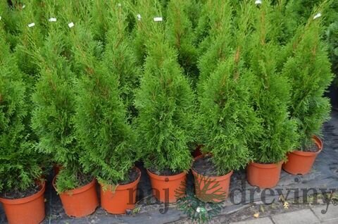 Tuja západná Smaragd 100/120 cm, v črepníku Thuja occidentalis Smaragd