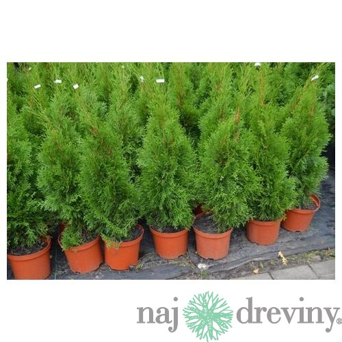 Tuja západná Smaragd 100/120 cm, v črepníku Thuja occidentalis Smaragd