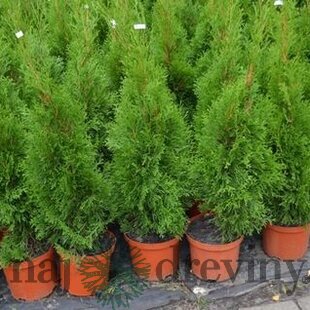 Tuja západná Smaragd 100/120 cm, v črepníku Thuja occidentalis Smaragd