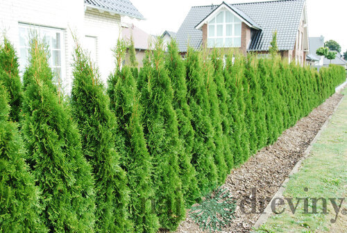 Tuja západná Smaragd 140/150 cm, kopaná, Thuja occidentalis Smaragd