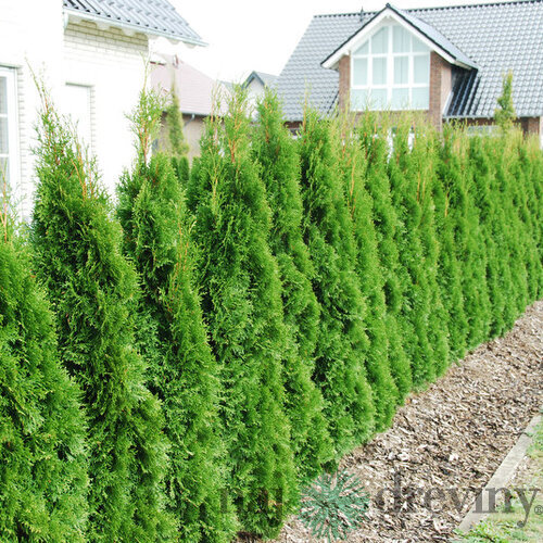 Tuja západná Smaragd 140/150 cm, kopaná, Thuja occidentalis Smaragd