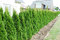 Tuja západná Smaragd 140/150 cm, kopaná, Thuja occidentalis Smaragd