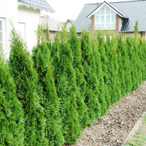 Tuja západná Smaragd 140/150 cm, kopaná, Thuja occidentalis Smaragd