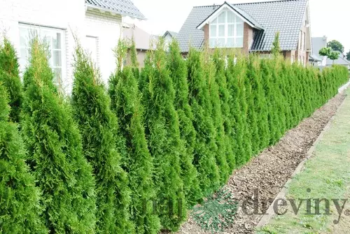 Tuja západná Smaragd 140/150 cm, kopaná, Thuja occidentalis Smaragd