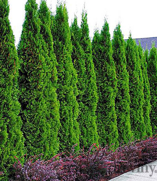 Tuja západná Smaragd 180/200 cm, v koreňovom bale Thuja occidentalis Smaragd