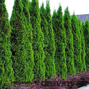 Tuja západná Smaragd 180/200 cm, v koreňovom bale Thuja occidentalis Smaragd