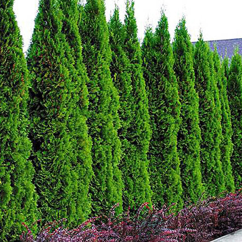 Tuja západná Smaragd 180/200 cm, v koreňovom bale Thuja occidentalis Smaragd