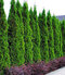 Tuja západná Smaragd 180/200 cm, v koreňovom bale Thuja occidentalis Smaragd