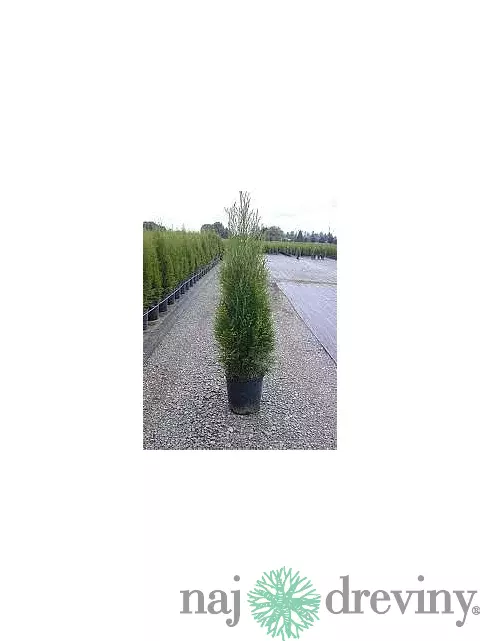Tuja západná Smaragd 20/30 cm, v črepníku P9 Thuja occidentalis Smaragd