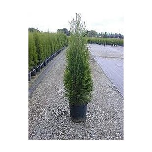 Tuja západná Smaragd 20/30 cm, v črepníku P9 Thuja occidentalis Smaragd