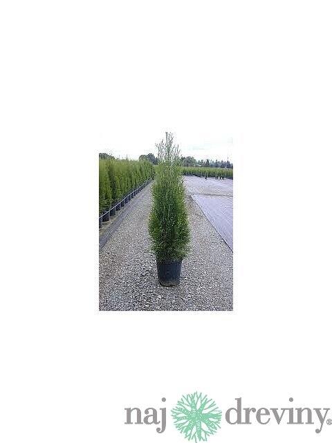 Tuja západná Smaragd 20/30 cm, v črepníku P9 Thuja occidentalis Smaragd