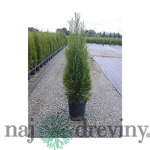 Tuja západná Smaragd 20/30 cm, v črepníku P9 Thuja occidentalis Smaragd