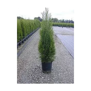 Tuja západná Smaragd 20/30 cm, v črepníku P9 Thuja occidentalis Smaragd