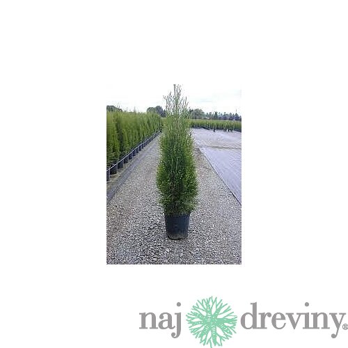 Tuja západná Smaragd 20/30 cm, v črepníku P9 Thuja occidentalis Smaragd