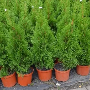 Tuja západná Smaragd 40/60 cm, v črepníku - balenie 50 ks Thuja occidentalis Smaragd