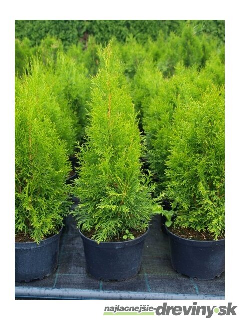Tuja západná Smaragd 60/80  cm, v črepníku 3 litre. Thuja occidentalis Smaragd