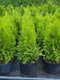 Tuja západná Smaragd 60/80  cm, v črepníku 3 litre. Thuja occidentalis Smaragd