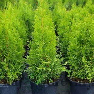 Tuja západná Smaragd 60/80  cm, v črepníku 3 litre. Thuja occidentalis Smaragd