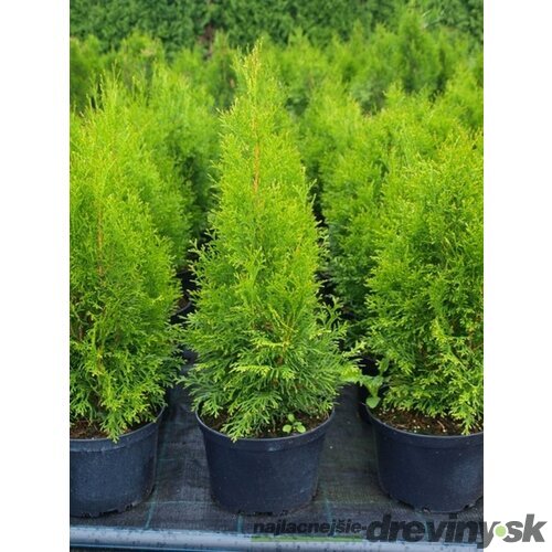Tuja západná Smaragd 60/80  cm, v črepníku 3 litre. Thuja occidentalis Smaragd