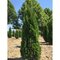 Tuja západná Smaragd 80/100 cm, v črepníku 5l Thuja occidentalis Smaragd