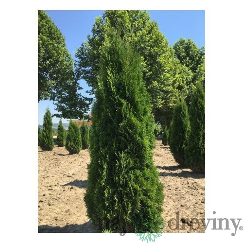 Tuja západná Smaragd 80/100 cm, v črepníku 5l Thuja occidentalis Smaragd
